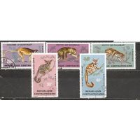 ФФ1 ЦАР Фауна гаш