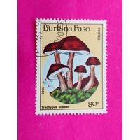 Буркина-Фасо. Грибы. ( 1 марка ) 1985 года. 2-4.