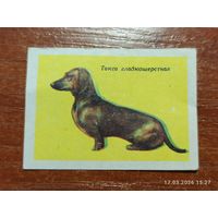 Спичечная этикетка Такса гладкошерстая