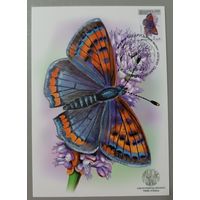 Картмаксимум "Бабочка Червонец Гелла". Дикая природа Беларуси.