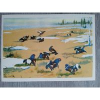 1958. Курдов. Тетеревиный ток