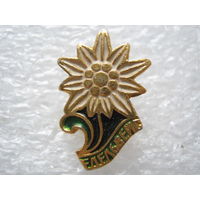 Эдельвейс.