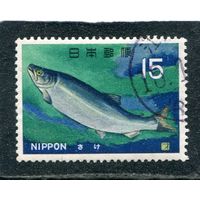 Япония. Фауна моря. Рыбы