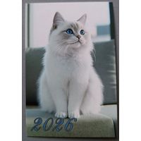 Кот. Календарик, 2026
