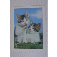 Котята; ~1990-е, чистая, МФЦП, Беларусь.