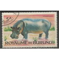 Бурунди. Животный мир страны. Бегемот. 1964г. Mi#94.