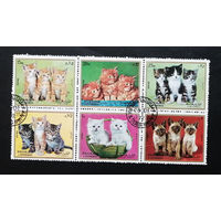 ОАЭ Шарджа 1972 г. Кошки. Коты. Фауна. Сцепка, полная серия #0158-Ф1P30