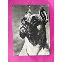 Боксёр. Чистая. 1968 года. Фото Елисеева. 2551.