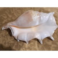 Большая морская раковина.