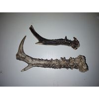 Рога косули