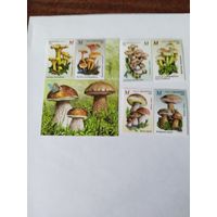 Беларусь  2024  6 м грибы