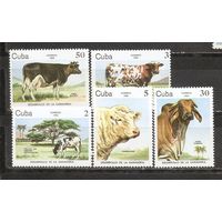 ФФ2 Куба 1984 Коровы