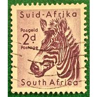 Южная Африка 1954. Горная зебра