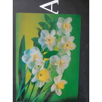 Костенко Нарциссы Поздравляю