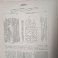 Древесина.          Энциклопедическая гравюра СПБ. 19-20века .19х14см