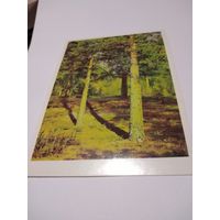 Открытка 1984г. И. Шишкин. Сосны, освещенные солнцем.