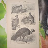 Watvogel . 1. 2.   Энциклопедическая гравюра Германия конец 19века 24х16см.