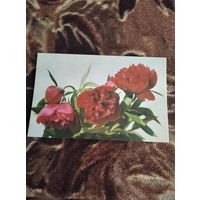 Открытка Пионы Шагина чистая 77г