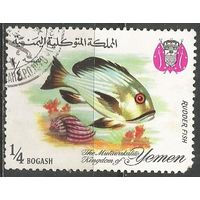 Йемен(королевство). Рыбы. Серый Кифоз. 1967г. Mi#324.