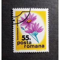 Марка Румыния 1975 год Цветы
