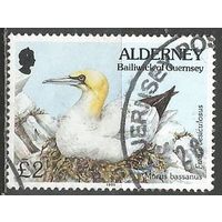 Британия(Олдерни). Птицы. Северная олуша. 1994г. Mi#82.