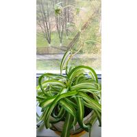 Хлорофитум кучерявый.