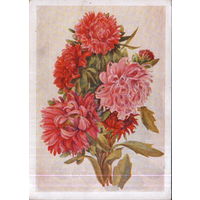 Чистая открытка 1959г. "Астры" худ. В. Морозова