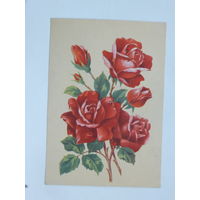 Зеленов розы открытка БССР 1961  10х15 см