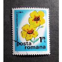 Марка Румыния 1975 год Цветы