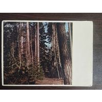 Белавежская пушча. Чистая.