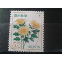 Япония, 2015. Хризантема