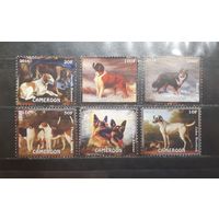 Камерун. 2016 год. Фауна. Собаки (1187)