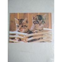 Карманный календарик. Кошки . 1996 год