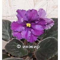 Фиалка Ф инжир молодая розетка с фото