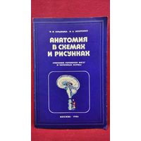Н.В. Крылова и др. Анатомия в схемах и рисунках (спинной, головной мозг и черепные нервы)