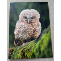 Посткроссинг. Открытка из Австрии: сова, фотограф Йири Зузанек (10х15). Прошла почту. Марки, чёткий штемпель.