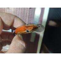 Воблер SALMO FL 9g