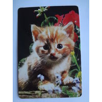 Календарик 1997 г. Котенок и цветы.