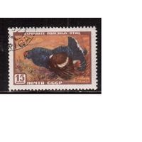 СССР-1957, (Заг.1907), гаш.(с клеем), Фауна, Тетерев