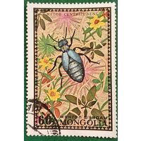 Монголия 1972. Жук нарывник. Meloe centripubens