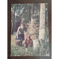 Сбор грибов.Чистая.1954г.