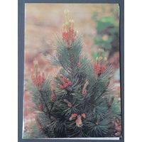 Чистая. Двойная. С Новым Годом! Кондрашевский 1989 г.