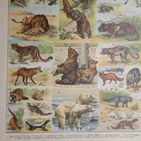 Энциклопедическая гравюра .MAMMIFERES 2.  Франция конец 19века.          .31х24см.