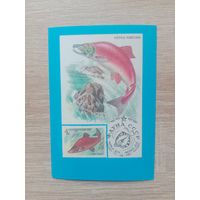 Календарик 1991