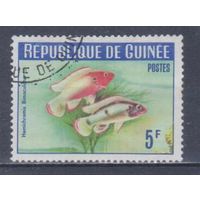 [1212] Гвинея 1964. Фауна.Рыбы. Гашеная марка.