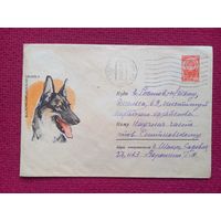 Конверт. Овчарка! Алексеев 1965 г.