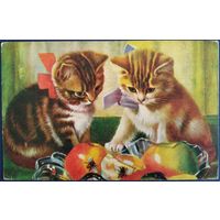 Котята. Латвия. 1934 г.