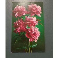 Открытка "Пионы" фото Г.Костенко 1975г. чистая