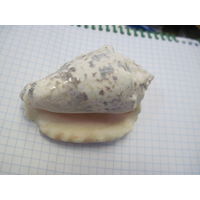 Ракушка с рубля!