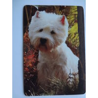 Календарик 1997 г. Собачка.